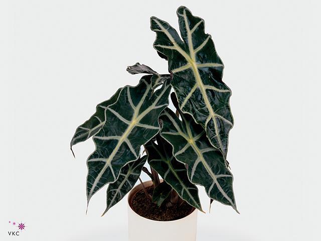 Alocasia Scale variegata