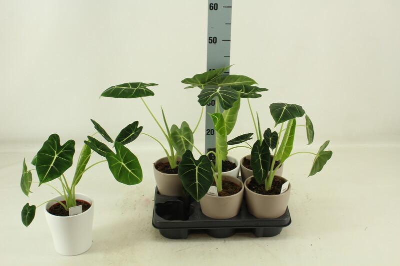Alocasia Scale variegata