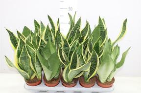 Sansevieria Gold King