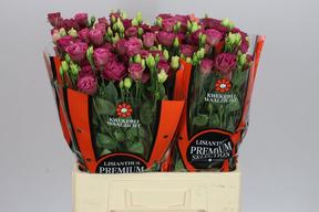 Eustoma du arosa red