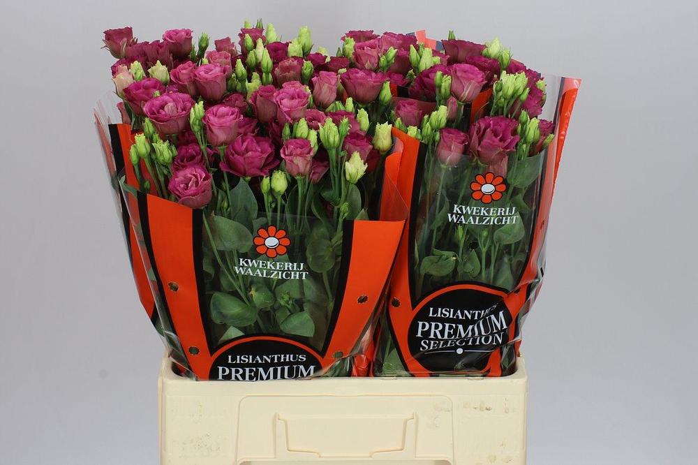 Eustoma du arosa red