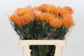 Nutan ayoba peach