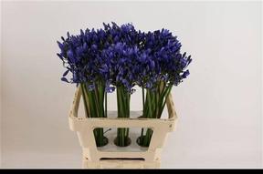 Agapanthus uri