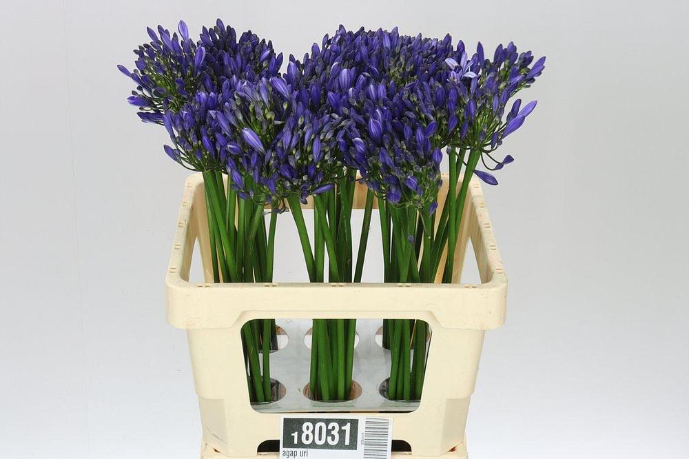 Agapanthus uri
