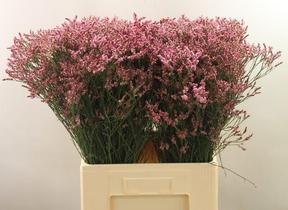 Limonium sensy pink beauty