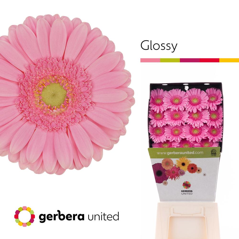 Gerbera diamond glossy