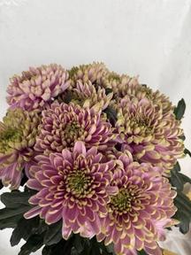 Chrys gp rossano charlotte