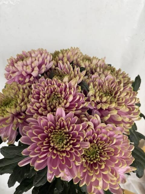 Chrys gp rossano charlotte