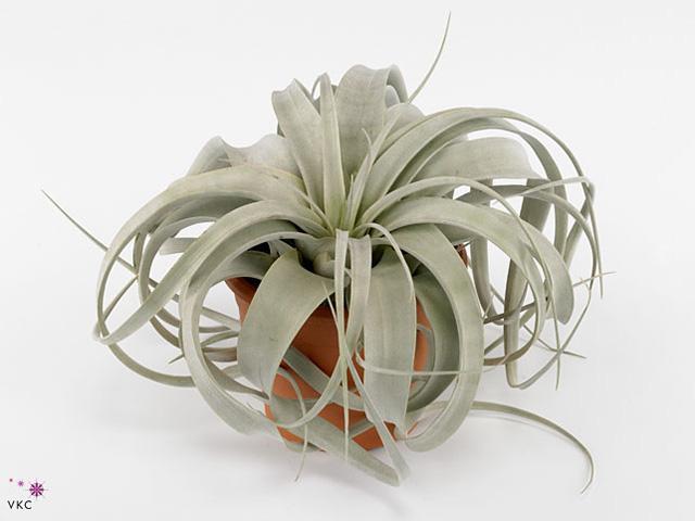 Tillandsia volná NL