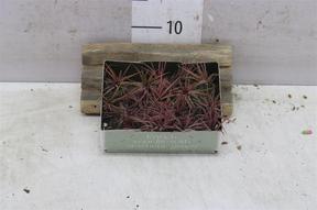 Tillandsia volná NL