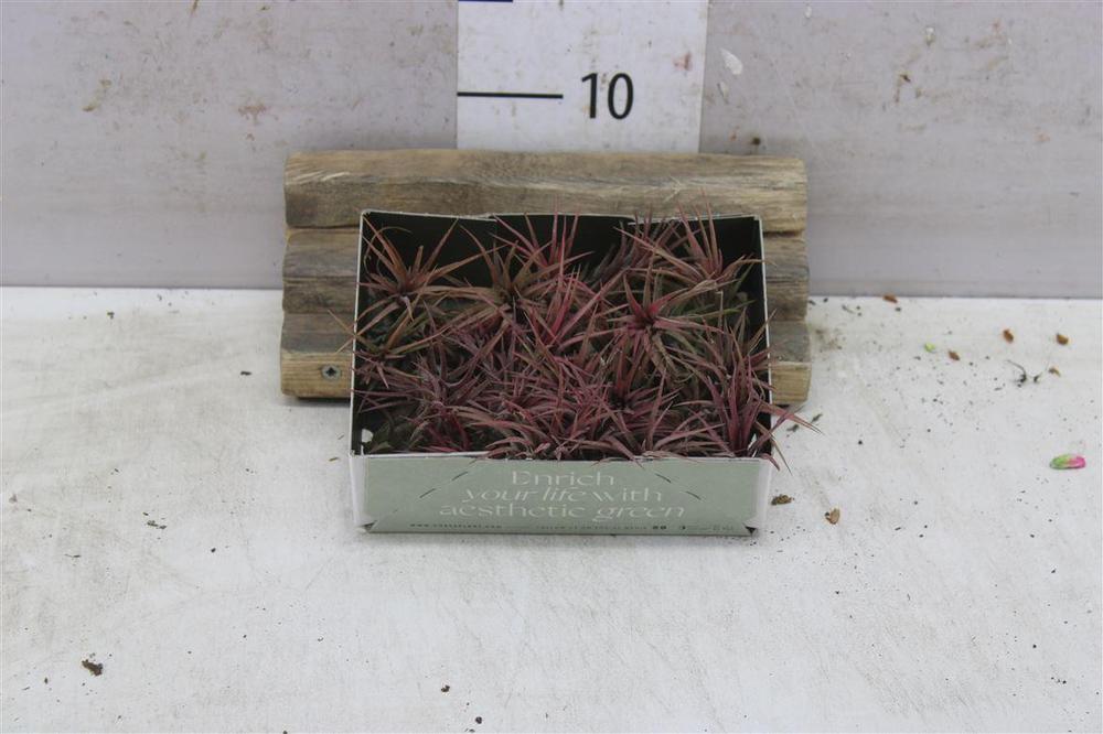 Tillandsia volná NL
