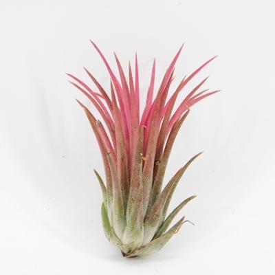 Tillandsia volná NL