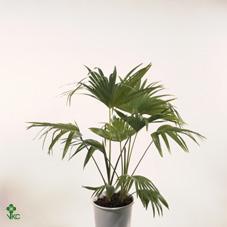 Chamaerops humilis