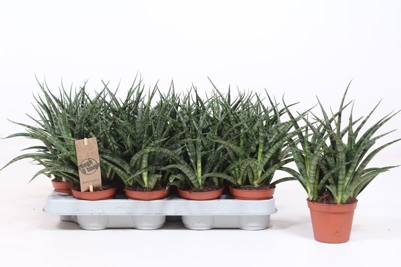 Sansevieria Fernwood Punk