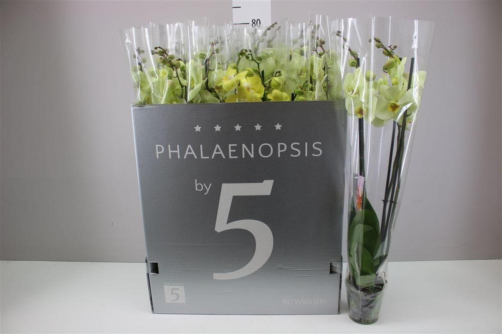 Phalaenopsis yellow 3tak