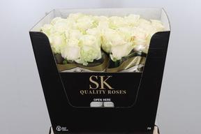 Rosa gr lovely avalanche+