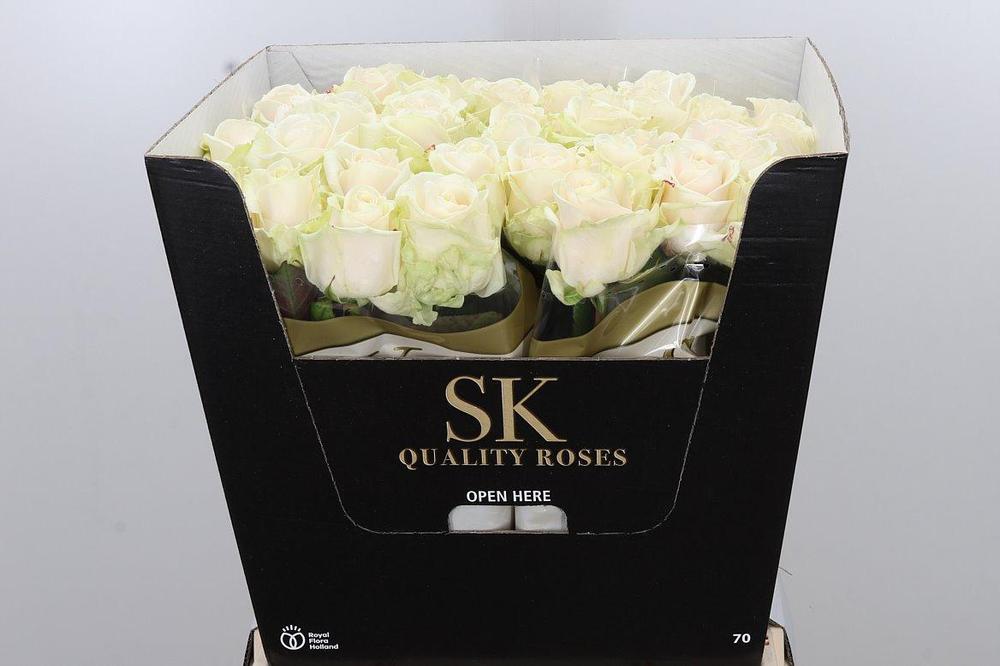 Rosa gr lovely avalanche+