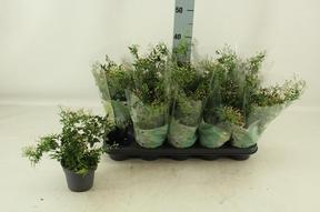 Jasminum polyanthum