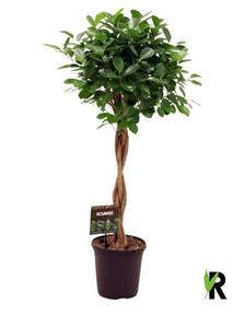 Ficus microcarpa Moclame kmen