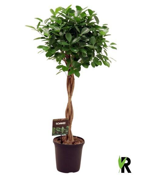 Ficus microcarpa Moclame kmen