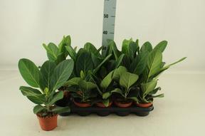 Ficus beng. Audrey