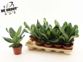 Ficus beng. Audrey