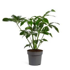 Philodendron Fun Bun
