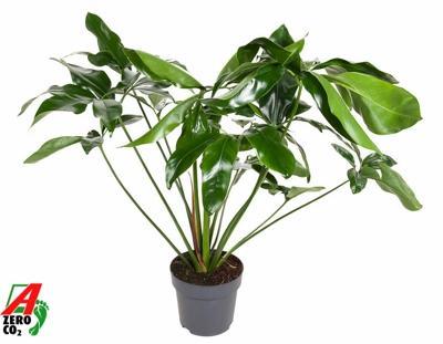 Philodendron Fun Bun
