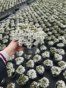 Iberis sempervirens