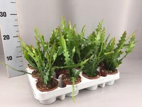Epiphyllum
