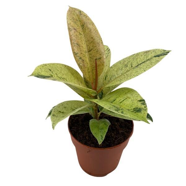 Ficus el. Shivereana