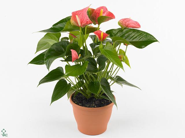 Anthurium Nevada red 6+