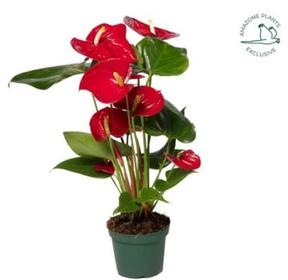 Anthurium Nevada red 6+