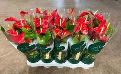 Anthurium Nevada red 6+