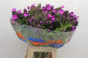 Phlox sky eyes