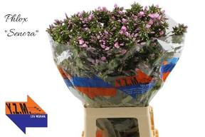 Phlox senora