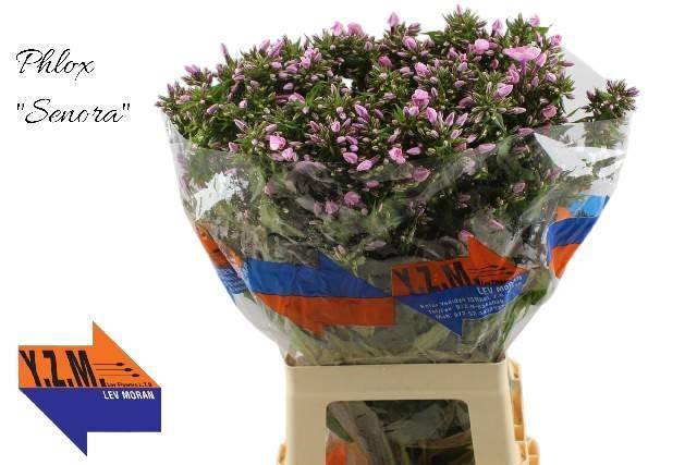 Phlox senora
