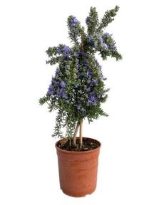 Rosmarinus officinalis kmínek