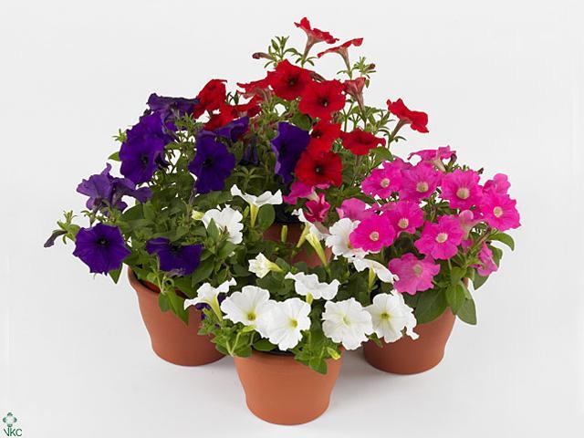 Petunia mix