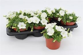 Petunia mix