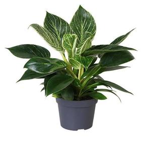 Philodendron Birkin NEW!!