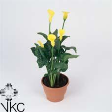 Zantedeschia orange 10+