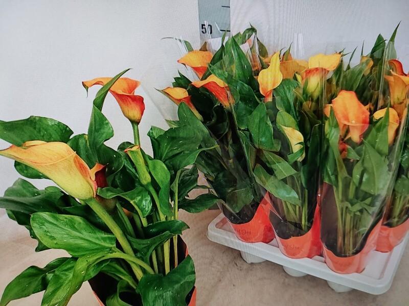 Zantedeschia orange 10+