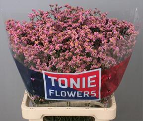 Limonium anouchka diamond