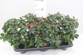 Rhododendron mix