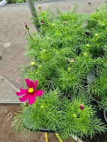Cosmos mix