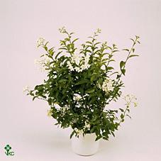 Solanum jasminoides stromek