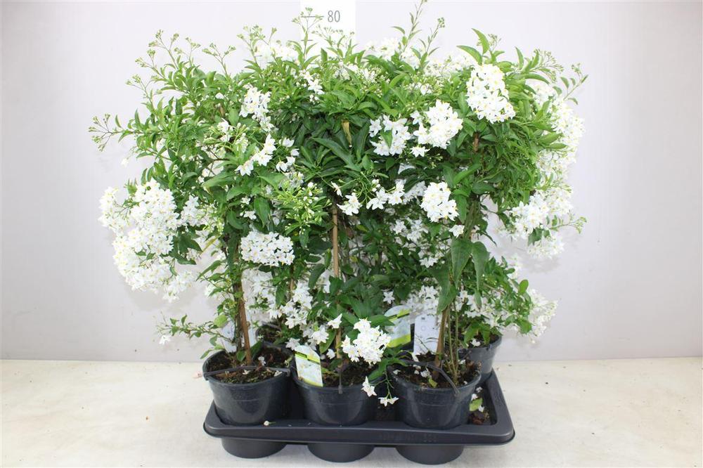 Solanum jasminoides stromek