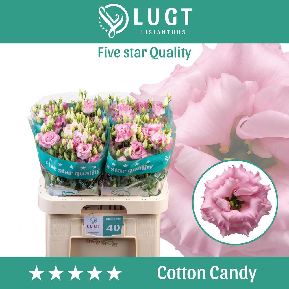 Eustoma du cotton candy