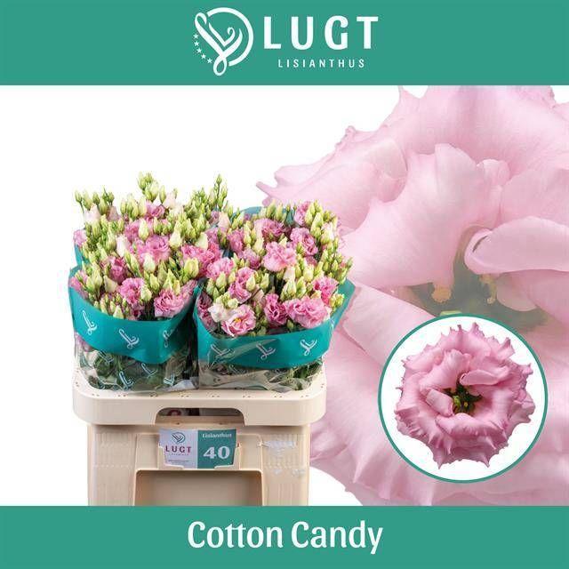 Eustoma du cotton candy